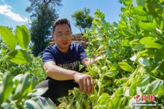 贵州威宁：“冬闲不闲”结硕果 5000余亩蔬菜进入采收期