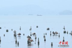 浙江杭州：春雨绵绵“雨湖
